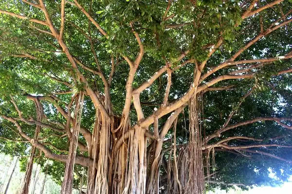 हिंदू धर्म: बरगद के पेड़ के फायदे, औषधीय गुण, लाभ और नुकसान