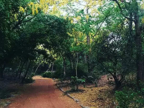 Travel Tips: इन जंगलों के नाम दिल्ली की खूबसूरत जगहों में शुमार हैं, राजधानी घूमने के दौरान इन जंगलों की सैर जरूर करें